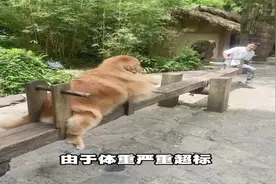 一只爱零元购的金毛，过年狗盆被炸的稀碎后还知道跑去警局告状视频封面