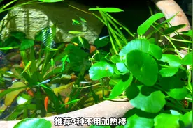 推荐3种不用加热棒，还能安全过冬冷水鱼，且好饲养颜值高视频封面