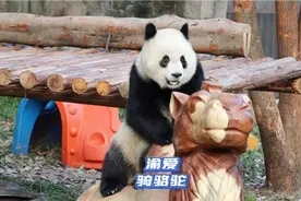 今天爱姐终于掌握了骆驼玩具的正确骑法！骑到了两个驼峰之间！😎