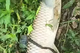 意外的惊喜！钓到一条海杆切线脱钩的草鱼！海杆在浮漂哪里切线！视频封面