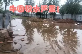 连续三天降雨，牛圈又遭殃了！建牛棚的朋友一定想好排水的办法！视频封面