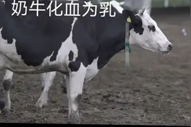 奶牛化血为乳那绵延的牛奶精心过虚血脉中的营养视频封面