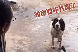 一只通人性的狗狗，与主人无障碍交流，聪明颠覆你的认知！视频封面