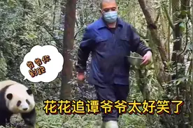 熊猫花花追着谭爷爷跑，看一次笑一次，原来花花也能跑这么快啊视频封面