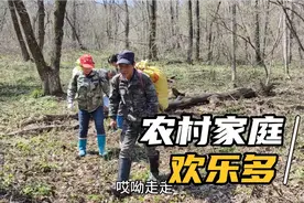 刺老芽上山采野菜啦，黄瓜香都长挺大了，今天都收获不少啊！视频封面