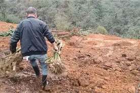 四叔花几万块承包荒山种植竹笋，下雨天赶上种竹苗300棵竹苗完工视频封面