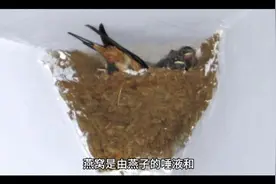 燕窝适应哪些人群食用视频封面