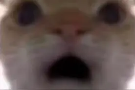 鼠鼠表情包视频封面