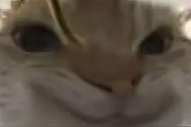 小猫表情包自己p的，有需要的保存。视频封面