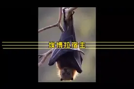 埃博拉病毒有多恐怖？一般寄生在蝙蝠上