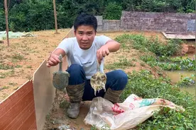 今天甲鱼是死的最多的一次，剩下的甲鱼估计活不了多久，亏大了