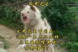 狗中之王下司犬，这狗一不大二不壮三不凶为啥其他狗都怕它？血脉视频封面