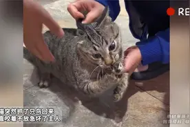 小猫突然抓了只鸟回来 一直咬着不放急坏了主人视频封面