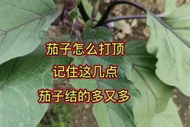 茄子怎么整枝和打顶？记住这几个要点，茄子结的多又多视频封面