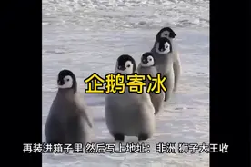 企鹅寄冰视频封面