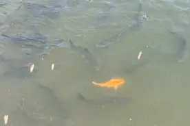 小伙投资36000元养鱼，200条鳜鱼养了快3年了，不知道还在不在视频封面