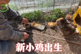 家里第三窝小鸡出壳了，拿出来让小鸡晒太阳，再给小鸡搭个小窝棚视频封面