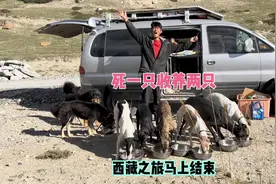 西藏之旅马上结束，死了一只狗收养两只狗视频封面