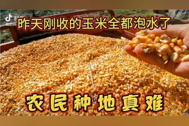 农民种地真难！昨天刚收的玉米全被泡水了，赶紧凉晒却听说还有雨视频封面