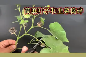 把茼麻叶和韭菜放蒜臼里捣碎！