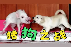 面对小狗的欺凌，小猪是一直忍让还是反击？一只猪和一只狗的故事视频封面