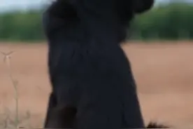 海南建设自贸港对新老农人的挑战和机遇#热带高效农业#dou来海南自贸港 #新农人计划2021 视频封面