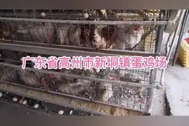 广东省高州市新垌镇蛋鸡场视频封面