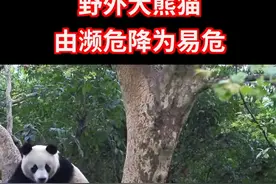 大熊猫野外种群由濒危降为易危  #大熊猫  #野生  #濒危物种 视频封面