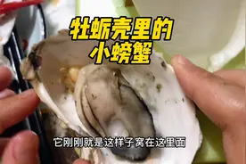 #好样说虫子 牡蛎壳里的小螃蟹，加餐了加餐了…