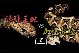 眼镜王蛇vs加蓬咝蝰 毒液遇到血液视频封面