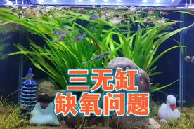 三无鱼缸缺氧怎么办？古法生态缸缺氧的两大原因和增氧解决方法