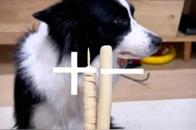 一只边牧的青春修炼手册 #汪星人 #萌宠出道计划 #边牧 #狗狗视频封面