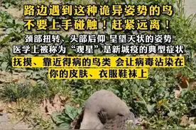 路边遇到这种诡异姿势的鸟，不要上手碰触！赶紧远离！颈部扭转、头部后仰，呈望天状的姿势，医学上被称为“观星”，是新城疫的典型症状。抚摸、靠近得病的鸟类，会让病毒沾染在你的皮肤、衣服鞋袜上。视频封面
