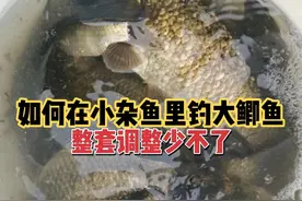 如何在小杂鱼中钓大鲫鱼？一定要做好这套完整的调整