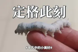 春蚕到死丝方尽，破茧而出又新生 #科普蚕从吐丝到结茧全过程视频封面