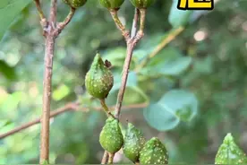 记住连翘的样子，下次进山遇到一定要采些回去呦！#三农 #识百草 #植物科普 #抖音新农人视频封面