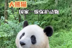 路遇国宝大熊猫！网友惊呼后秒关车灯，教科书式操作获狂赞！#野生动物零距离 #茶茶野保法宣 近日，在四川宝兴，网友驾车时突然撞见路边野生大熊猫！车内瞬间响起惊喜呼喊：“活的！野生的！”紧接着秒喊“我把灯关了，别晃到它”，这波利落反应被镜头记下，网友直呼“这操作太标准”！茶茶科普：野生大熊猫是国家一级保护动物！路遇国宝大熊猫请勿鸣笛、勿开闪光灯、保护安全距离！让我们携手共护自然家园～视频封面