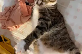 住手发条够了老蹬#狸花猫 #虎子不是闹闹 #发条猫虎子 #狸花猫真的不好惹 #狸电池视频封面