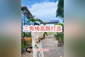 三角梅高飘打造 #三角梅 ##园艺生活