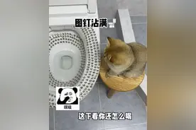小猫咪爱喝马桶水怎么办？我来教你！#金渐层#滴派 #滴派内外同驱#内外同驱无忧撒野#好物畅买不打烊