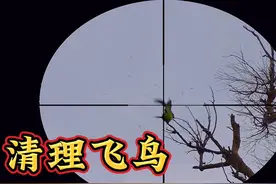 国外飞鸟泛滥，职业抓鸟人前来清理，这枪法太准了，视频封面