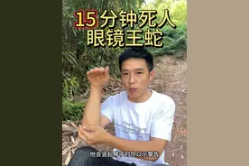 眼镜王蛇 国内最危险的毒蛇，蛇中君子之眼镜王蛇#户外爱好视频封面
