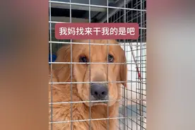 上门训狗 #训犬学校 #养狗经验分享视频封面