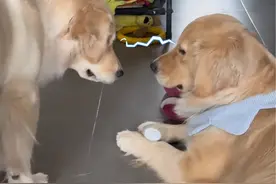 本卡车不发威，你当我是破面包是不是 #金毛 #狗狗 #狗狗的心思都写在脸上了 #萌宠出道计划 #萌宠成精了视频封面