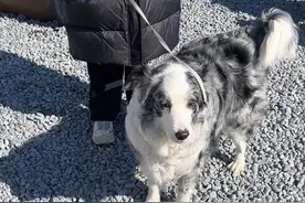 摸到一只超可爱的陨石边牧，它主人@smart巴特 好好呀让我摸它！它性格超好的，可以随便让人摸它，它还特别聪明会坐下握手，它超级可爱，我超级喜欢它！