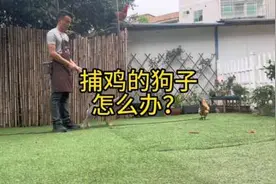 狗子追鸡怎么办？#狗狗 #萌宠 #宠物训练学校视频封面
