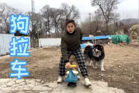 这才是正确的遛狗方式，就是有点费鞋！#狗拉车视频封面