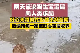 9月9日，河北保定，雨天流浪狗生宝宝向人类求助，好心大哥为其搭建小窝避雨。#暖心正能量视频封面