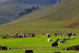 独库公路 自驾游爱好者打卡胜地，蜿蜒如巨龙穿越天山沿途风光如画高山峻岭间，野花点缀雪峰耸立，冰川闪烁，每一步都是自然的赞歌每一处都让人陶醉于这无尽的美丽#独库公路 #新疆旅游 #来独库公路享受自然的美 #治愈心情 #风和自由视频封面