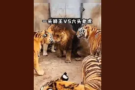 #老虎  #动物 #狮子  饲养员竟然将一头非洲狮王，跟六头东北虎关在了一起，会发生什么视频封面